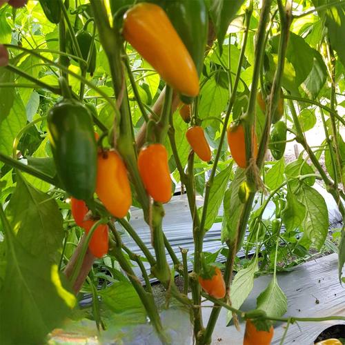 Orange Green Amarillo Chili Seeds for Planting – Heirloom & Non-GMO Pepper Seeds for Bold Spice Gardens