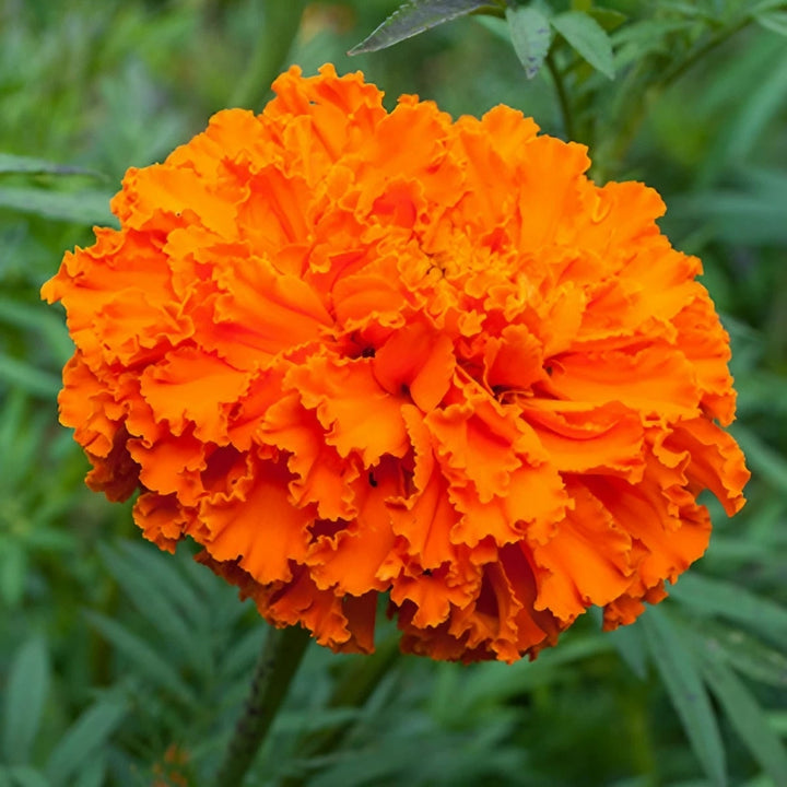 Orange Marigold Flower Seeds for Planting – Heirloom Non-GMO, High Germination Organic Garden Seeds
