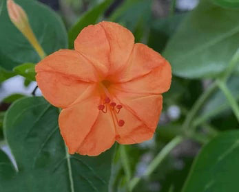 Orange Mirabilis Flower Seeds for Planting – Heirloom, Non-GMO, High Germination Garden Seeds