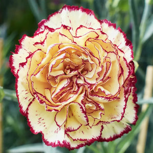 Flower Seeds, Seeds,Seeds For Planting,Plant Seeds