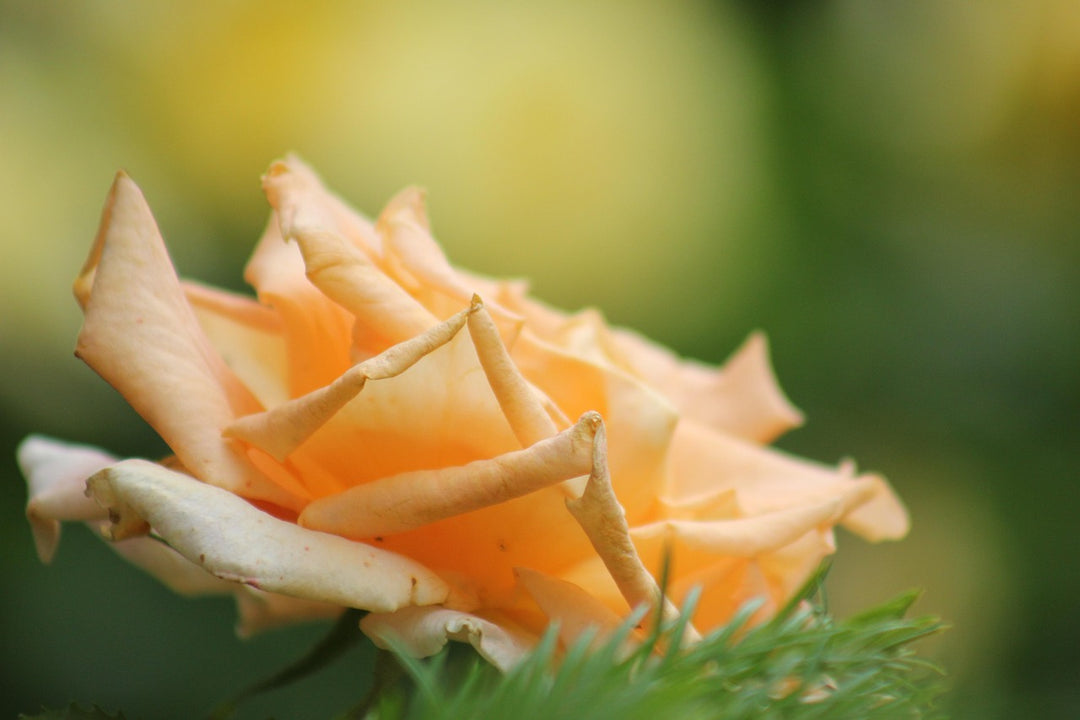 Light Orange Rose Tree Flower Seeds for Planting – Heirloom Non-GMO High Germination Organic Garden Seeds