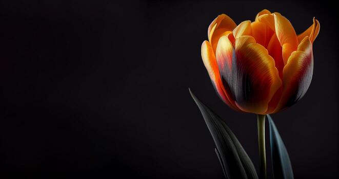Orange Gray Tulip Flower seeds for Planting - Shade Tolerant, Heirloom & GMO Free Seeds for Home Garden | High Germination