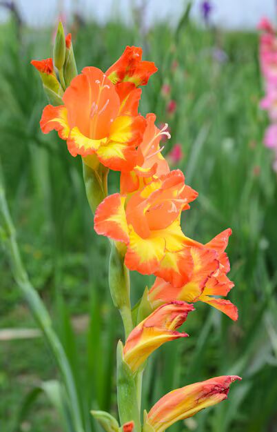 Yellow Orange Gladiolus Flower seeds for Planting – Colorful Display, Heirloom, Non-GMO Home Garden