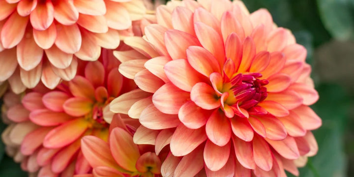Orange Pink Dahlia Flower Seeds for Planting – Compact Growth, Heirloom, Non-GMO, High Germination Organic Garden Seeds