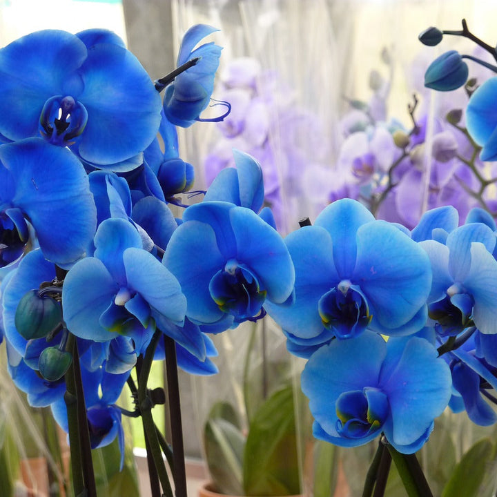 Flower Seeds, Seeds,Seeds For Planting,Plant Seeds