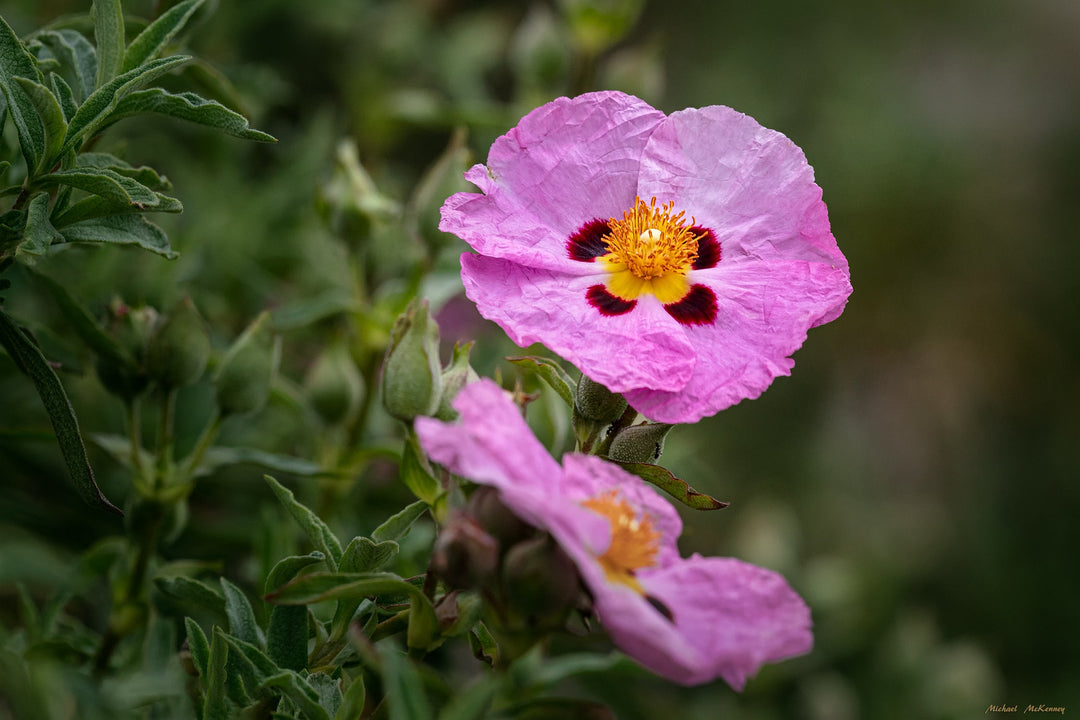 Flower Seeds, Seeds,Seeds For Planting,Plant Seeds