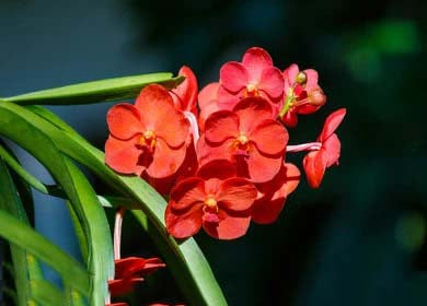 Red Orchid Flower Seeds for Planting – Heirloom, Non-GMO, Seasonal Bloomer with High Germination