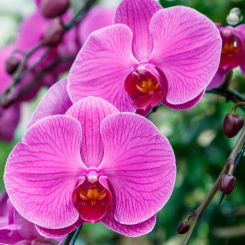Phalaenopsis Orchid Flower Seeds for Planting | Heirloom Non-GMO Organic Garden Seeds, Perfect for Borders, High Germination