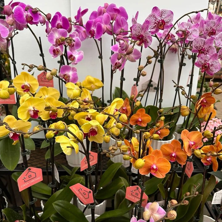 Mixed Phalaenopsis Orchid Flower Seeds for Planting – Shade Tolerant, Heirloom & Non-GMO Garden Seeds