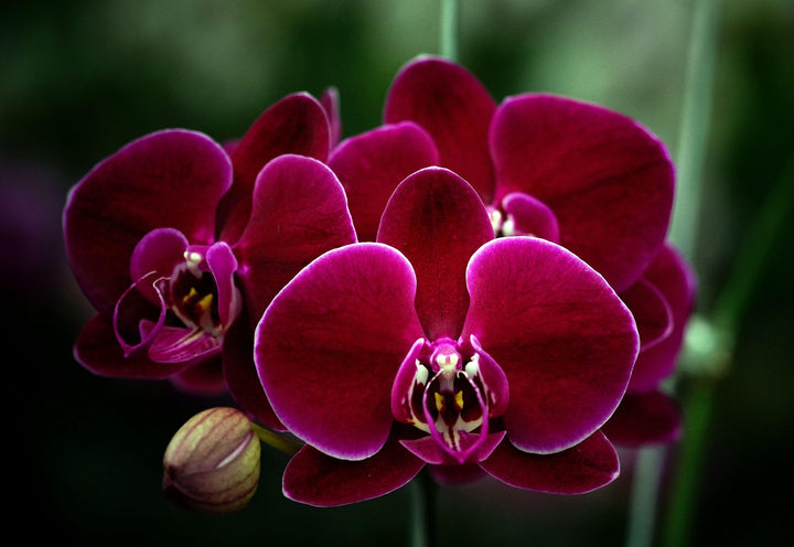 Maroon Phalaenopsis Orchid Seeds for Planting – Heirloom, Non-GMO, Premium Quality, High Germination