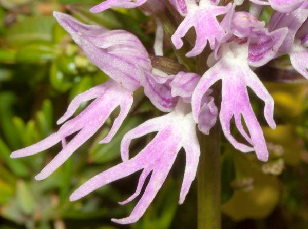 Orchis Italica Flower Seeds for Planting – Heirloom Non-GMO, High Germination Organic Garden Seeds