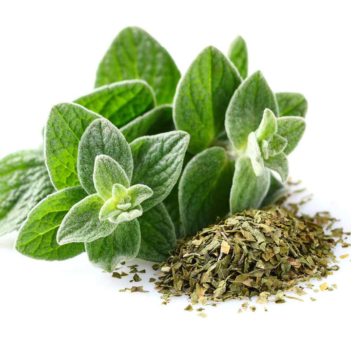 Oregano Herb Seeds for Planting – Heirloom, Non-GMO, Organic Garden Seeds with High Germination for Culinary Use