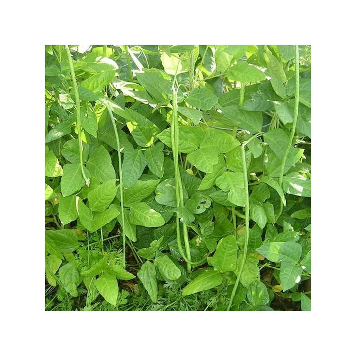 Oriental Yard Long Bean Seeds for Planting – Heirloom, Non-GMO, Nutritious Vegetable