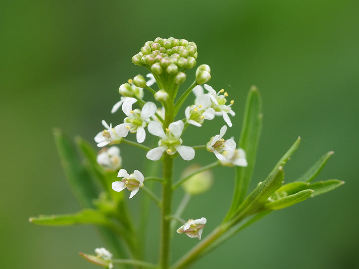 Lepidium Virginicum Flower Seeds for Planting – Heirloom Non-GMO, High Germination Organic Garden Seeds