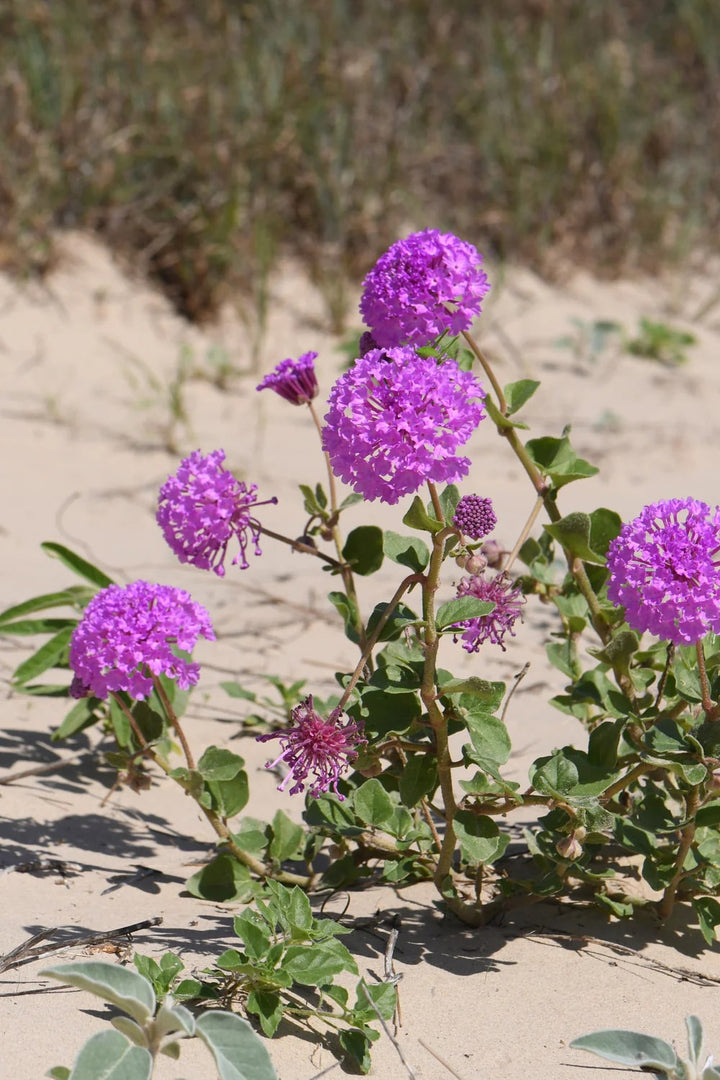 Verbena Chokecherry Flower Seeds for Planting Seasonal Bloomer Heirloom GMO Free Home Garden