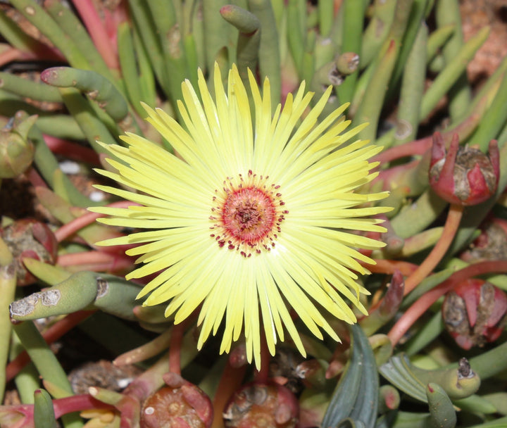 Yellow Cephalophyllum Pillansii Flower Seeds for Planting – Heirloom, Non-GMO, High Germination