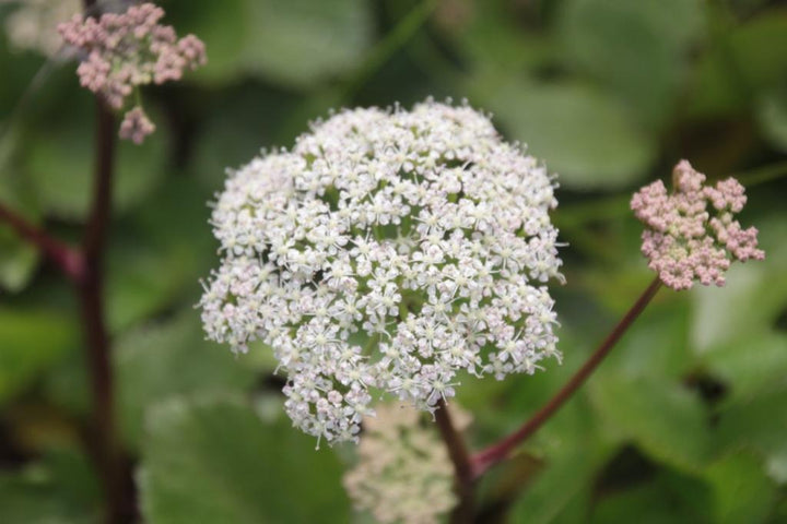Scotch Lovage (Ligusticum scoticum) Flower Seeds for Planting | Heirloom, Non-GMO, High Germination