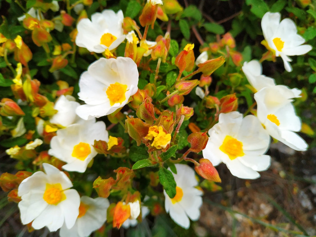 Flower Seeds, Seeds,Seeds For Planting,Plant Seeds