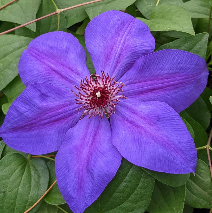 Violet Clematis Flower Seeds for Planting – Heirloom, Non-GMO, Sun Loving, High Germination Seeds