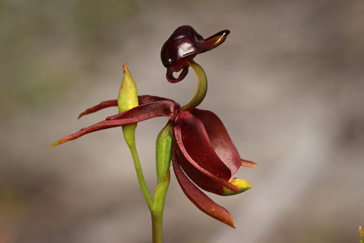 Flying Duck Orchid Flower Seeds for Planting – Heirloom, Non-GMO, High Germination