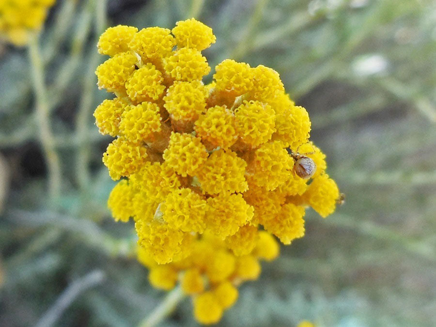 Helichrysum Italicum Flower Seeds for Planting – Heirloom Non-GMO, High Germination Organic Garden Seeds