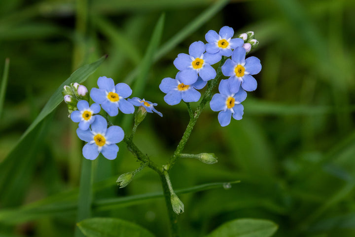Blue Bellis Perennis Flower Seeds for Planting – Heirloom Non-GMO, High Germination Organic Garden Seeds