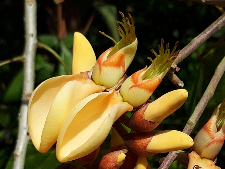 Yellow Erythrina Flower Seeds for Planting – Heirloom Non-GMO, High Germination Organic Garden Seeds