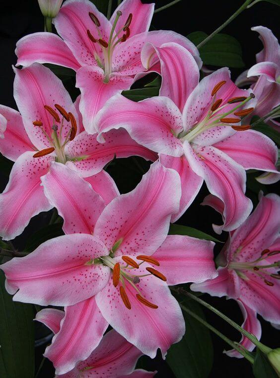 White Pink Lilium Flower Seeds for Planting – Heirloom Non-GMO High Germination