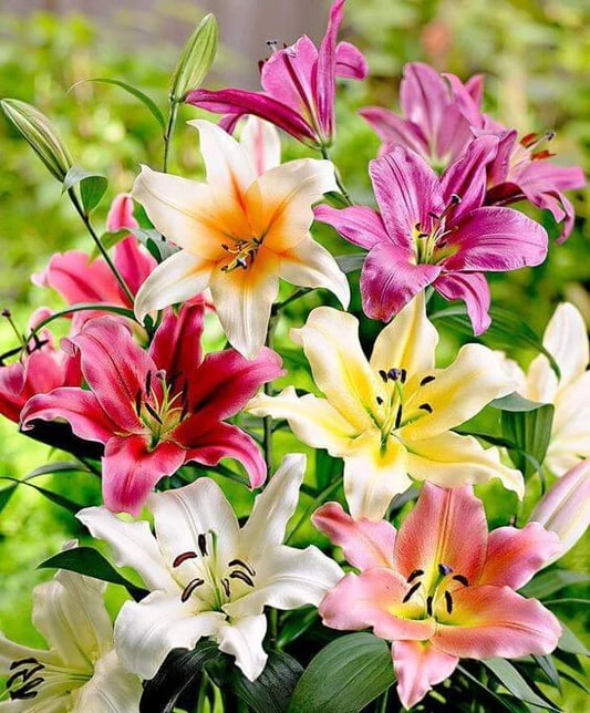 Lilly Flower Seeds for Planting – Heirloom Non-GMO Seasonal Bloomer, High Germination Garden Seeds