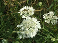 White Orlaya Flower Seeds for Planting – Heirloom, Non-GMO, High Germination Organic Garden Seeds