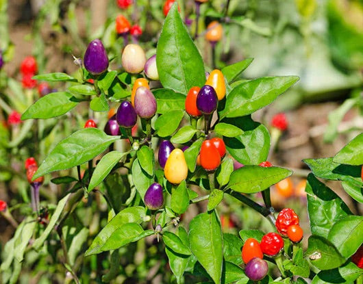 Filius Blue Pepper Seeds for Planting – Heirloom Non-GMO Organic Garden Seeds – Vibrant, Compact & Decorative Peppers
