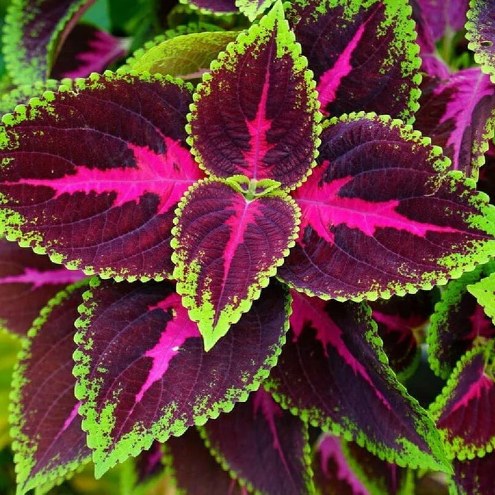 Pink Green Dragon Coleus Flower Seeds for Planting – Heirloom, Non-GMO, Garden Favorite, High Germination