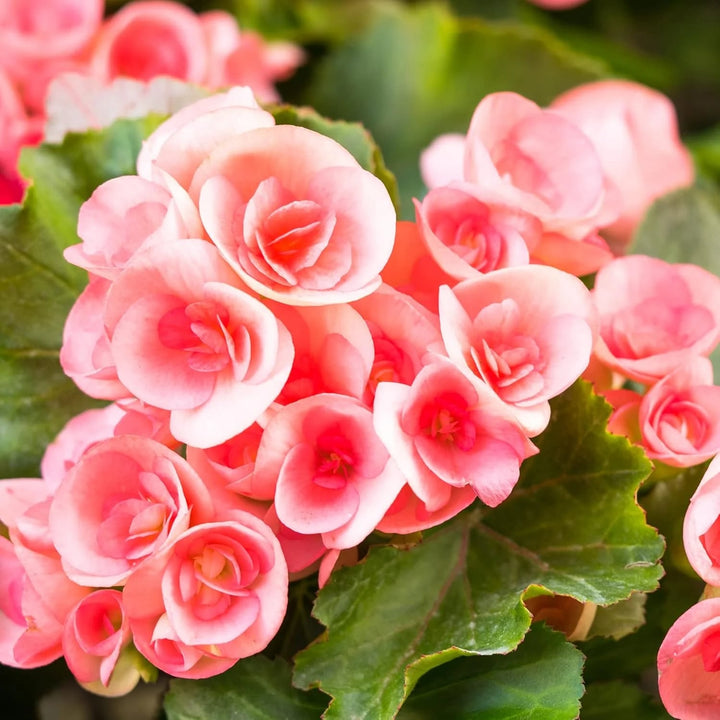 Rose Rieger Begonia Flower seeds for Planting - Pollinator Friendly, Heirloom & GMO Free Seeds for Home Garden