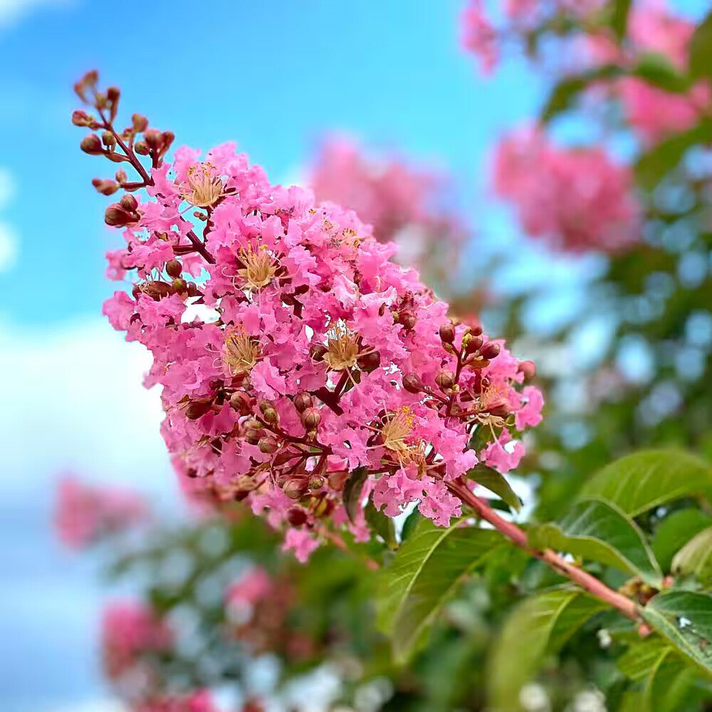 Pink Crape Myrtle Flower Seeds for Planting – Heirloom Non-GMO, High Germination Organic Garden Seeds