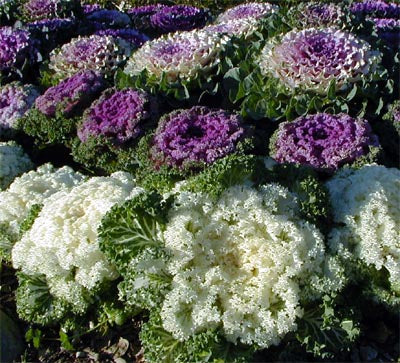 Kales Brassica Flower Seeds for Planting | Heirloom Non-GMO Seeds for Home Garden, High Germination