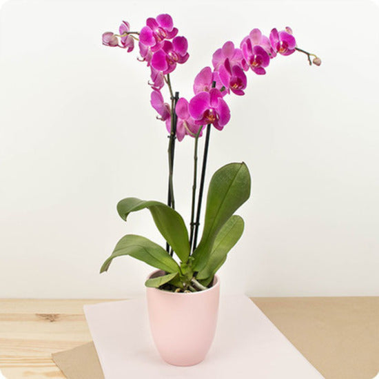 Dark Pink Phalaenopsis Orchid Seeds for Planting – Heirloom, Non-GMO, Wildflower Mix, High Germination