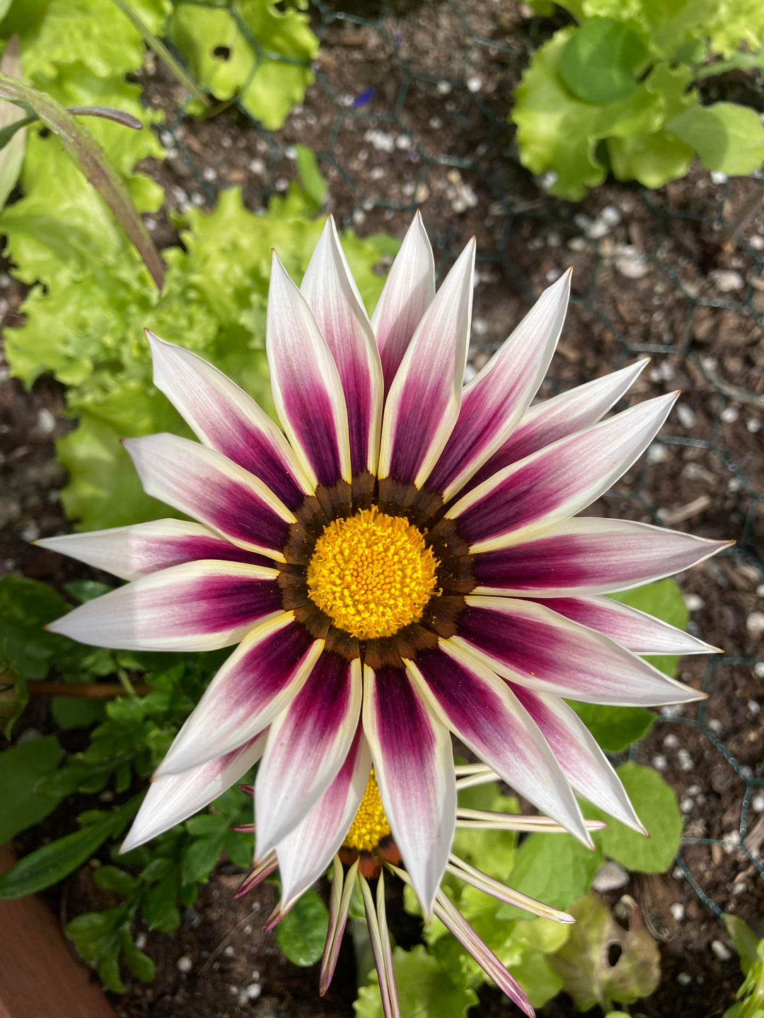 Violet Gazania Flower Seeds for Planting | Heirloom Non-GMO High Germination Organic Garden Seeds