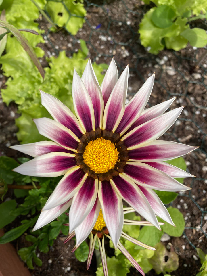 Violet Gazania Flower Seeds for Planting | Heirloom Non-GMO High Germination Organic Garden Seeds