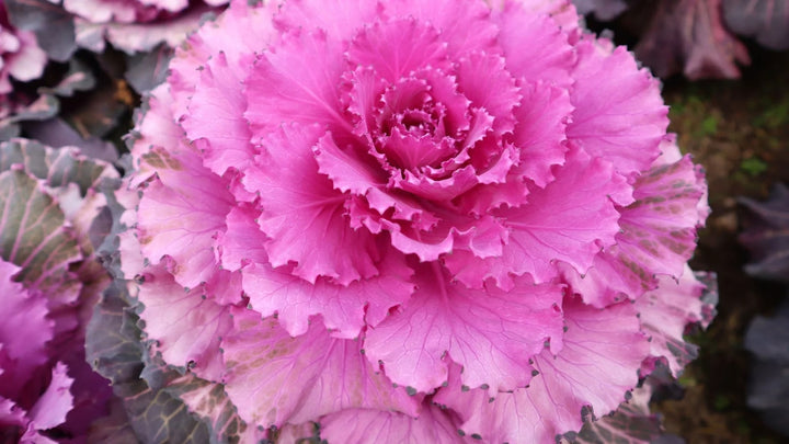 Light Pink Brassica Oleracea Flower Seeds for Planting – Heirloom, Non-GMO, High Germination