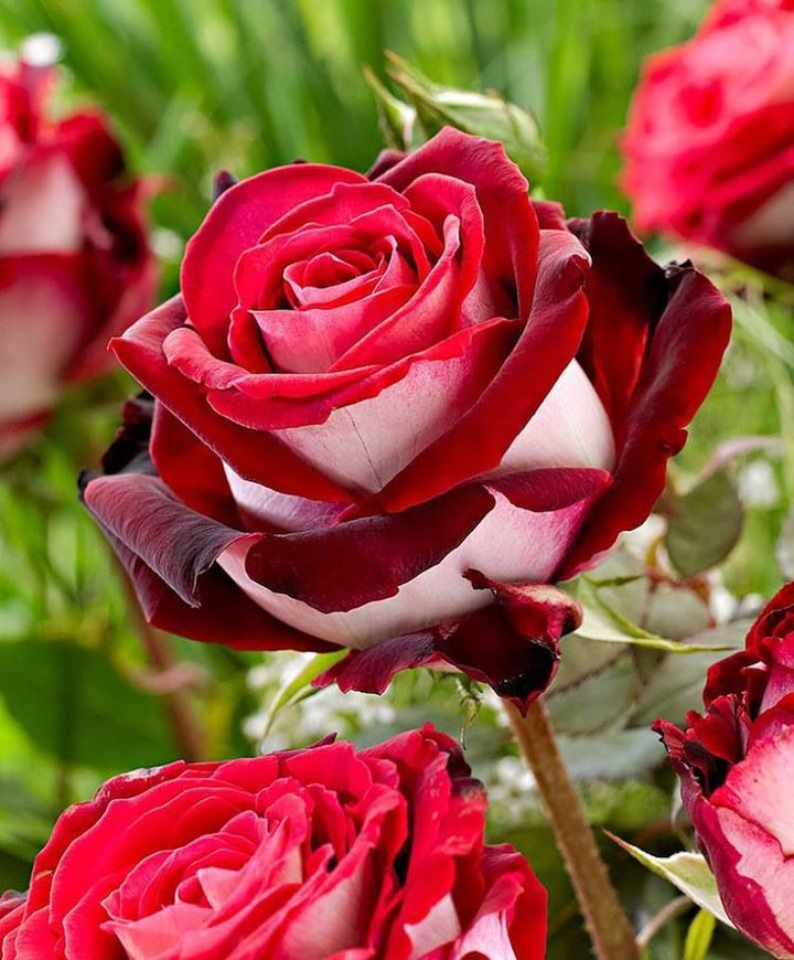 Dark Red White Rare Rose Flower Seeds for Planting – Heirloom, Non-GMO, High Germination Organic Garden Seeds