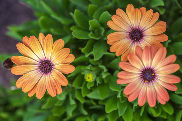 Osteospermum Flower Seeds for Planting – Multi-Color, Garden Favorite, Heirloom, Non-GMO