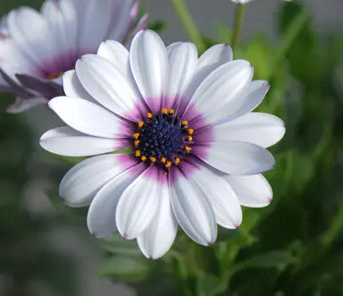 White Purple Omeris Flower Seeds for Planting – Heirloom Non-GMO, High Germination Organic Garden Seeds