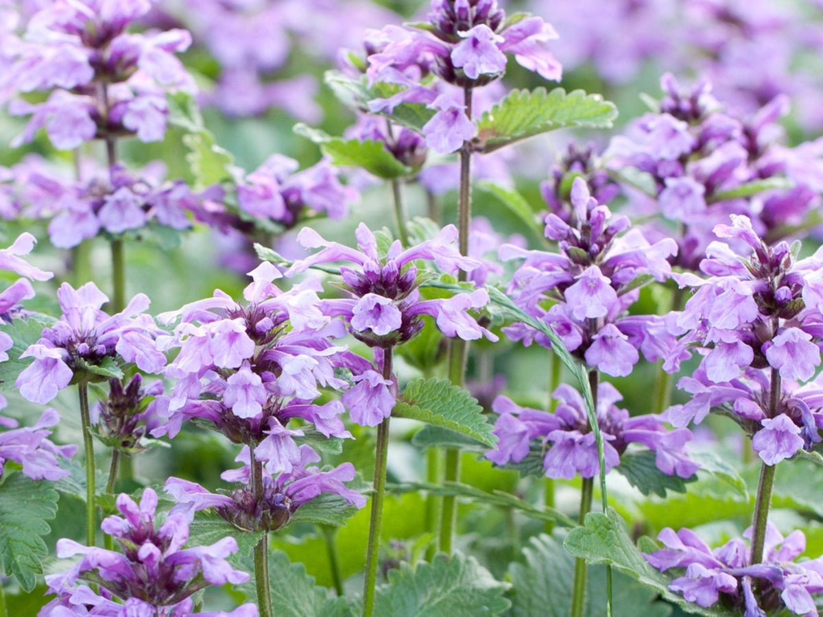 Blue Catmint Herb Seeds for Planting – Heirloom, Non-GMO, Organic Garden Seeds with High Germination