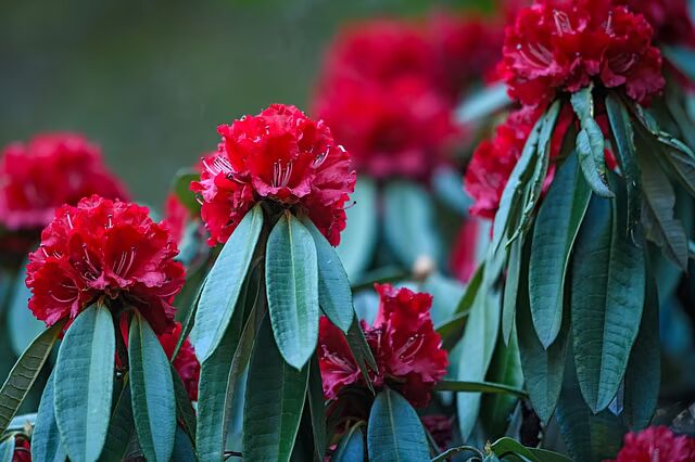 Red Rhododendron Flower Seeds for Planting – Heirloom Non-GMO Seeds for Home Garden, High Germination
