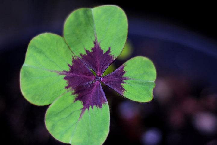 Green Purple Four Leaf Clover Seeds for Planting – Heirloom, Non-GMO, High Germination Cut Flower Favorite