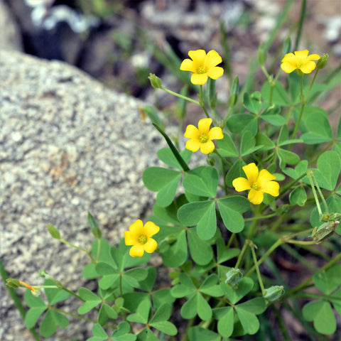 Flower Seeds, Seeds,Seeds For Planting,Plant Seeds
