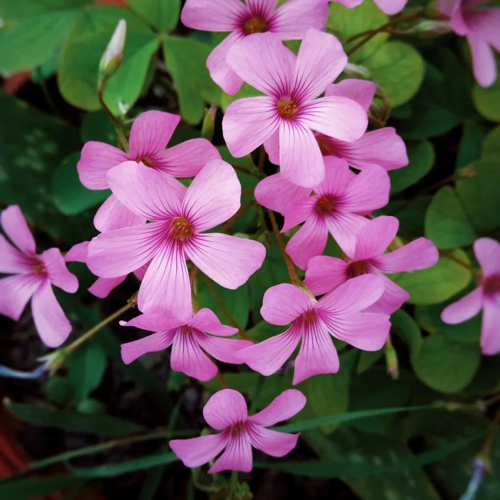 Oxalis Flower seeds for Planting - Fragrant Blossoms, Heirloom & GMO Free Seeds for Home Garden Non-GMO High Germination