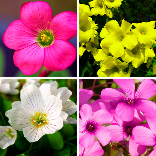 Flower Seeds, Seeds,Seeds For Planting,Plant Seeds