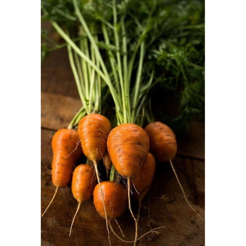 Oxheart Carrot Seeds for Planting – Heirloom Non‑GMO High Germination Organic Garden Seeds, Short Thick Roots