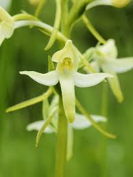 Green Butterfly Orchid Flower Seeds for Planting – Sun Loving, Heirloom & Non-GMO Seeds for Home Garden, 100pcs